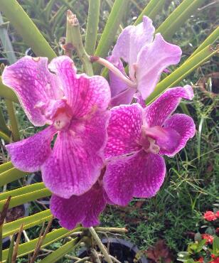 木槿花花語？木槿的繁殖方法？【圖】