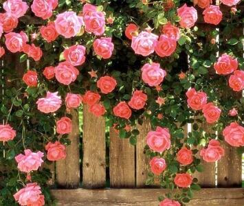 薔薇花的養殖方法？薔薇花的繁殖方法？【圖】