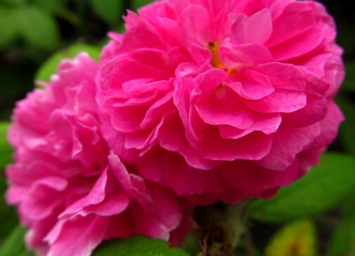 薔薇花的養殖方法？薔薇花的繁殖方法？【圖】