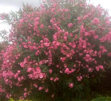 夾竹桃有毒嗎？夾竹桃有劇毒，為什么還要廣泛種植？【圖】