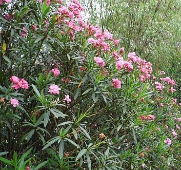 夾竹桃有毒嗎？夾竹桃有劇毒，為什么還要廣泛種植？【圖】