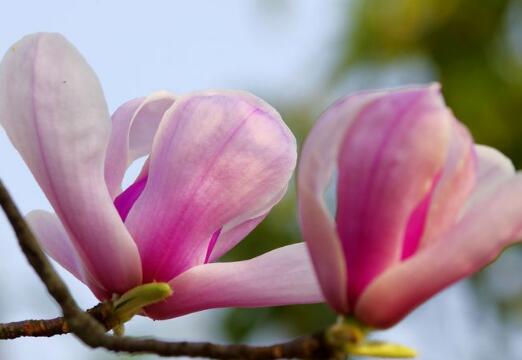 玉蘭花的花語？描寫玉蘭花的詩句？【圖】