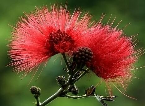 合歡花的功效與作用？合歡的注意事項？【圖】