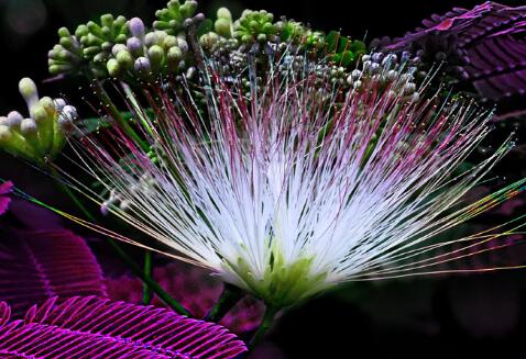 合歡花的功效與作用？合歡的注意事項？【圖】