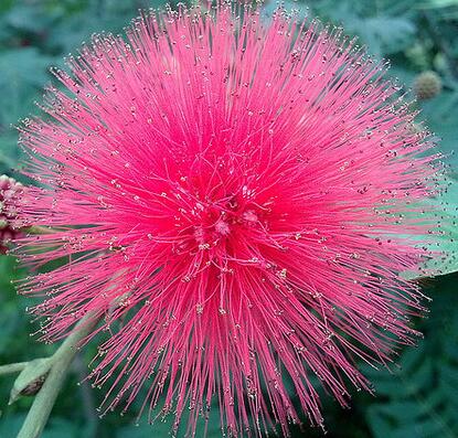 合歡花的功效與作用？合歡的注意事項？【圖】