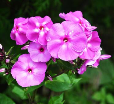 天竺葵的養(yǎng)殖方法？天竺葵的藥用價(jià)值？【圖】