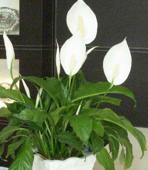 白掌的養殖方法？白掌的注意事項？【圖】