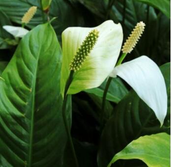 白掌的養殖方法？白掌的注意事項？【圖】