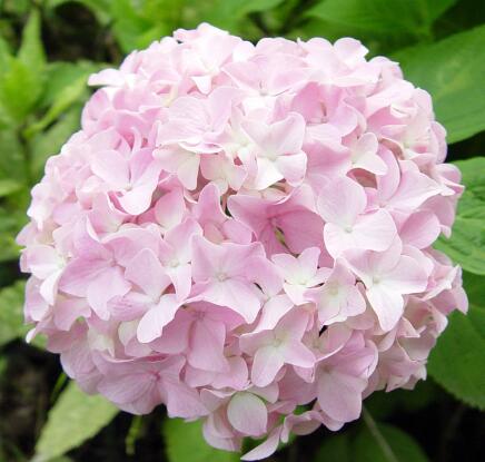 繡球花的花語(yǔ)？繡球花的養(yǎng)殖方法？【圖】