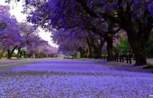 藍花楹花語？藍花楹的愛情傳說？【圖】