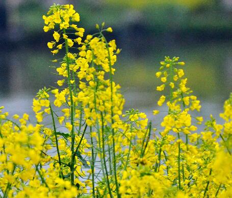 油菜花什么時候開？油菜花粉的功效？【圖】