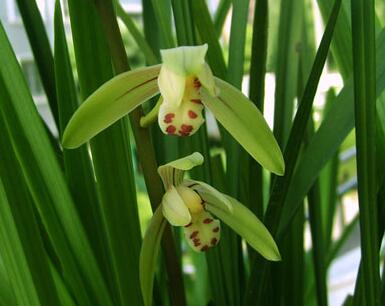 建蘭的養殖方法？建蘭的注意事項？【圖】