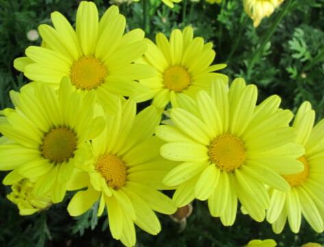 茼蒿的功效與作用？建蘭的注意事項？【圖】