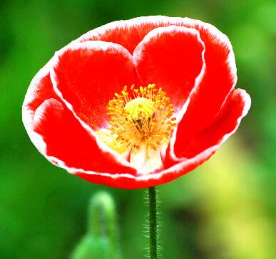 虞美人的花語是什么？虞美人的養殖方法？【圖】