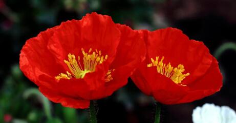 虞美人的花語是什么？虞美人的養殖方法？【圖】