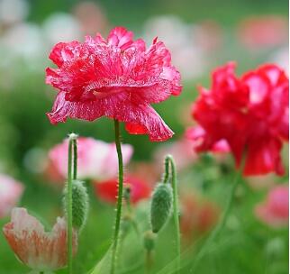 虞美人的花語是什么？虞美人的養殖方法？【圖】