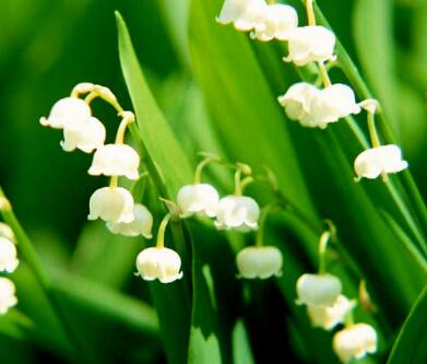 鈴蘭花花語是什么？鈴蘭花的栽培技術？【圖】