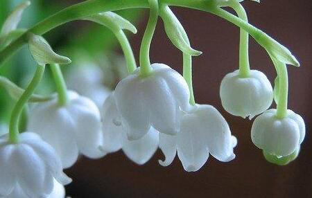 鈴蘭花花語是什么？鈴蘭花的栽培技術？【圖】