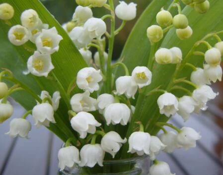 鈴蘭花花語是什么？鈴蘭花的栽培技術？【圖】