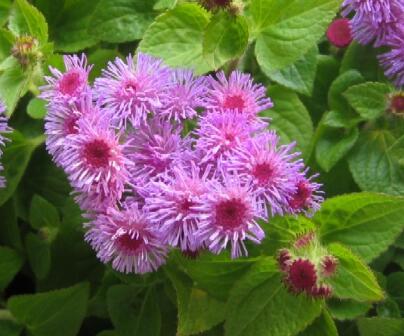 藿香的功效與作用？藿香的食用禁忌？【圖】