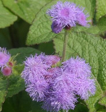 藿香的功效與作用？藿香的食用禁忌？【圖】