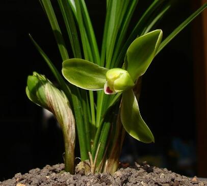 春蘭的繁殖方法？春蘭的栽培技術(shù)？【圖】