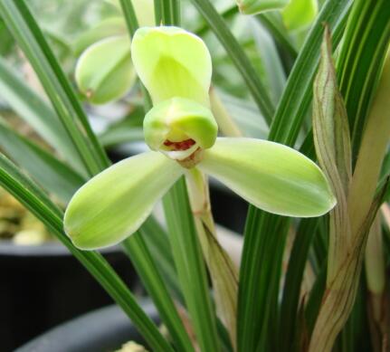 春蘭的繁殖方法？春蘭的栽培技術(shù)？【圖】