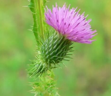 薊的形態特征？薊的藥用價值？【圖】