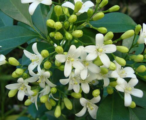 九里香的繁殖方法？九里香的藥用價值？【圖】