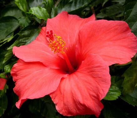 扶桑的栽培技術？扶桑的繁殖方式？【圖】