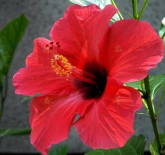 扶桑的栽培技術？扶桑的繁殖方式？【圖】