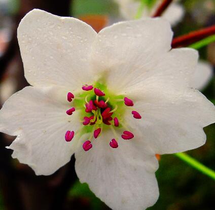 梨花的花語？關于梨花的詩句？【圖】