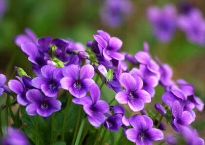 紫花地丁的繁殖方法？紫花地丁的栽培技術(shù)？【圖】