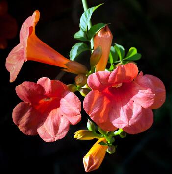 凌霄花的繁殖方法？凌霄花的形態特征？【圖】
