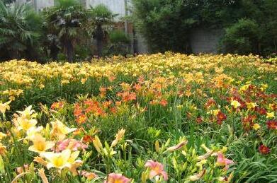 萱草的栽培技術？萱草的形態特征？【圖】