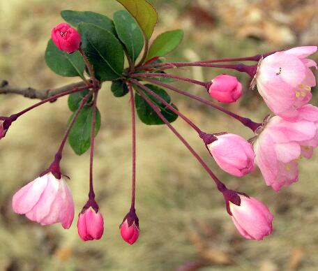 垂絲海棠的病蟲防治？垂絲海棠的主要價值？【圖】