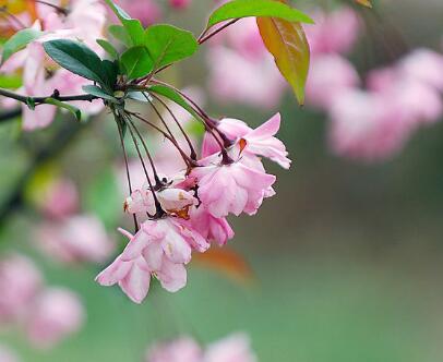 垂絲海棠的病蟲防治？垂絲海棠的主要價值？【圖】