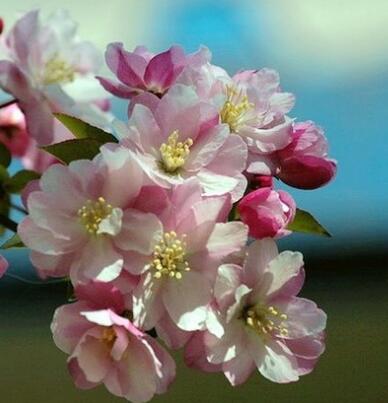 海棠的繁殖方法？海棠的栽培管理？【圖】