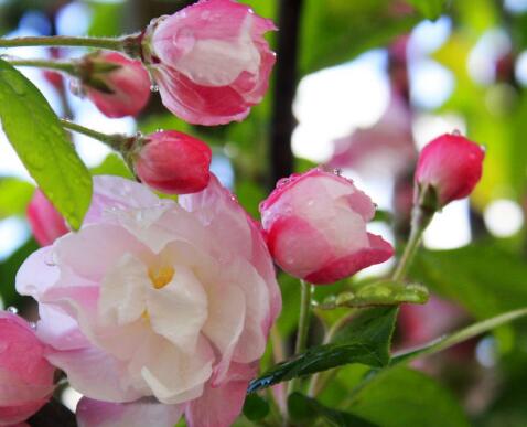 海棠的繁殖方法？海棠的栽培管理？【圖】