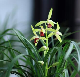 蕙蘭如何養(yǎng)？海棠的栽培管理？【圖】