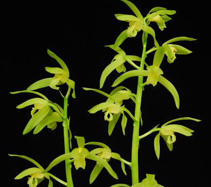 蕙蘭如何養(yǎng)？海棠的栽培管理？【圖】