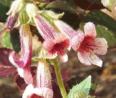 地黃的栽培技術？地黃的宜忌人群？【圖】