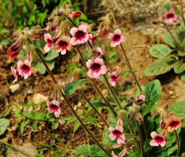 地黃的栽培技術？地黃的宜忌人群？【圖】