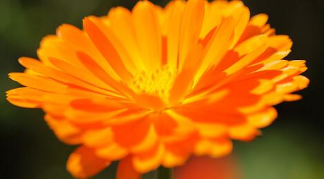 金盞花的功效與作用？金盞菊種植方法？【圖】