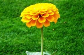 金盞花的功效與作用？金盞菊種植方法？【圖】