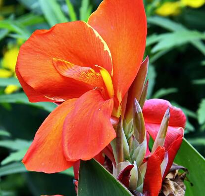 美人蕉的功效與作用？如何種植美人蕉？【圖】