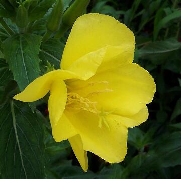 月見草的繁殖方法？月見草的藥理作用？【圖】