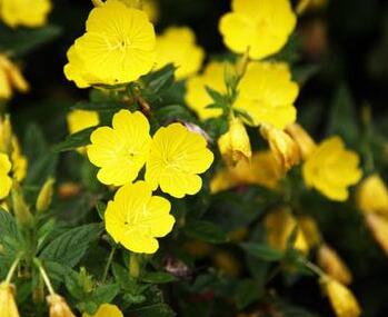 月見草的繁殖方法？月見草的藥理作用？【圖】