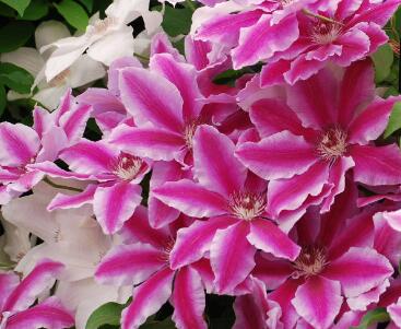 月見草的藥用價值？月見草的藥理作用？【圖】