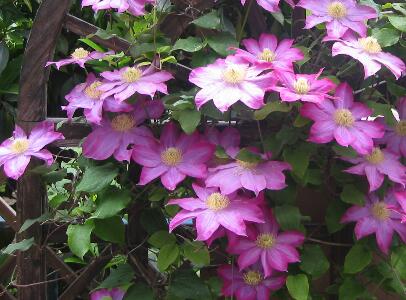 月見草的藥用價值？月見草的藥理作用？【圖】